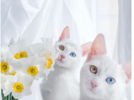 Get to Know The Gorgeous Cat Twins In The World