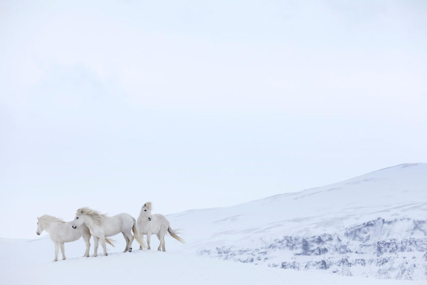 Best Lovely Fairytale Horses Living In Extreme Iceland Conditions