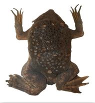 Toads with An Unusual Way of Reproducing