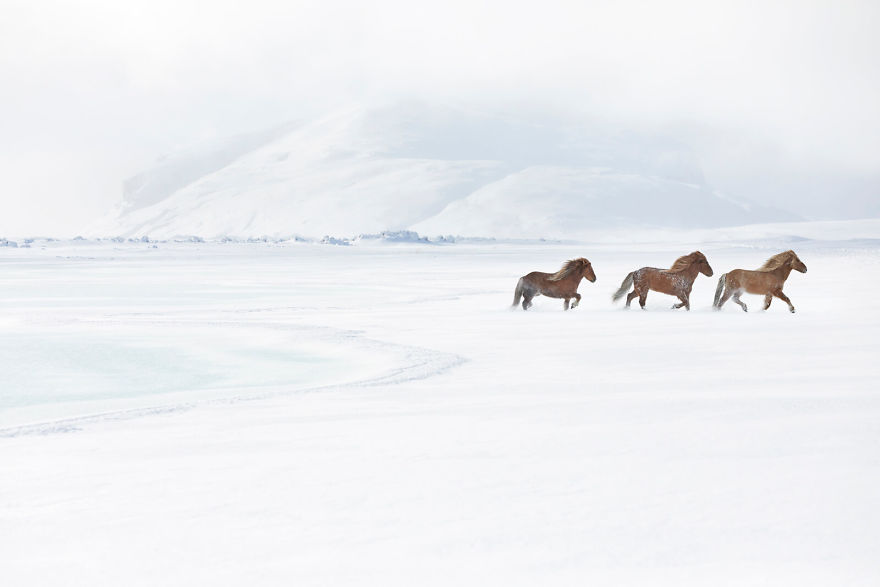 Best Lovely Fairytale Horses Living In Extreme Iceland Conditions