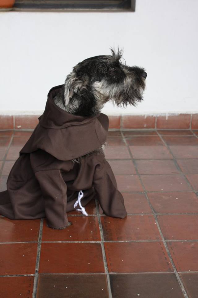 A Cute Stray Dog Is Taken In By A Monastic Community, Where He Now Lives As A-Friar