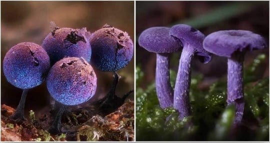 The Mushroom Which Has A Galaxy Inside It