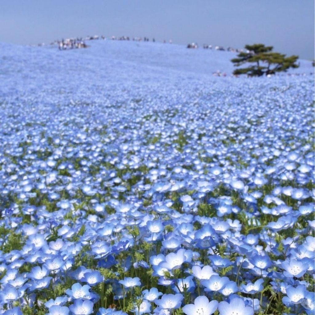 This Japanese Park Has Millions Of ‘Baby Blue Eyes’ That Bloom Every Year