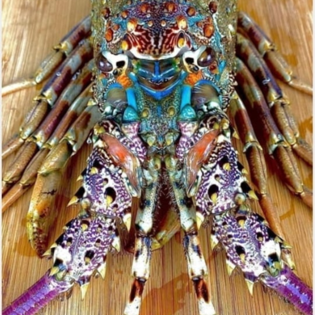Crayfish Originate From The Crystal Pure Waters Of The Great Barrier Reef's Lagoons