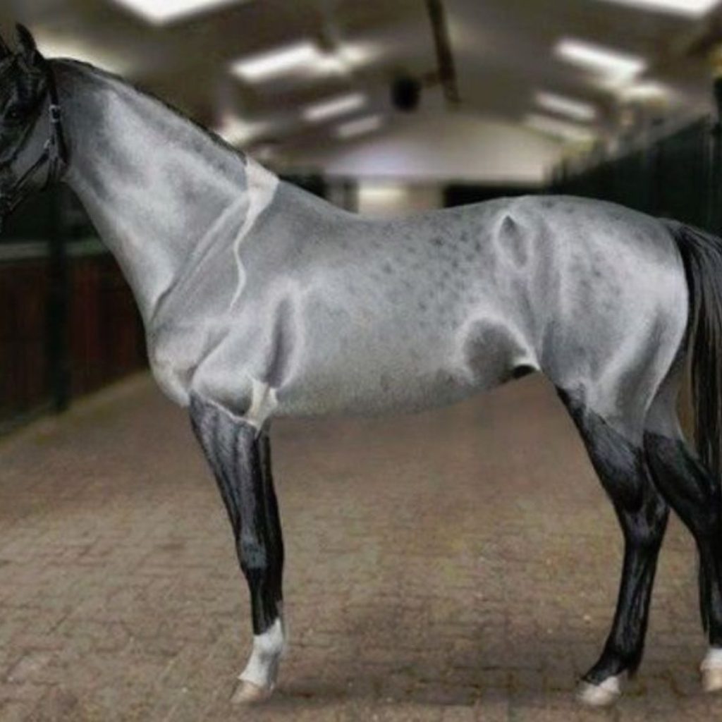 Here Are The 14 Most Stunning Horses You've Ever Laid Eyes On