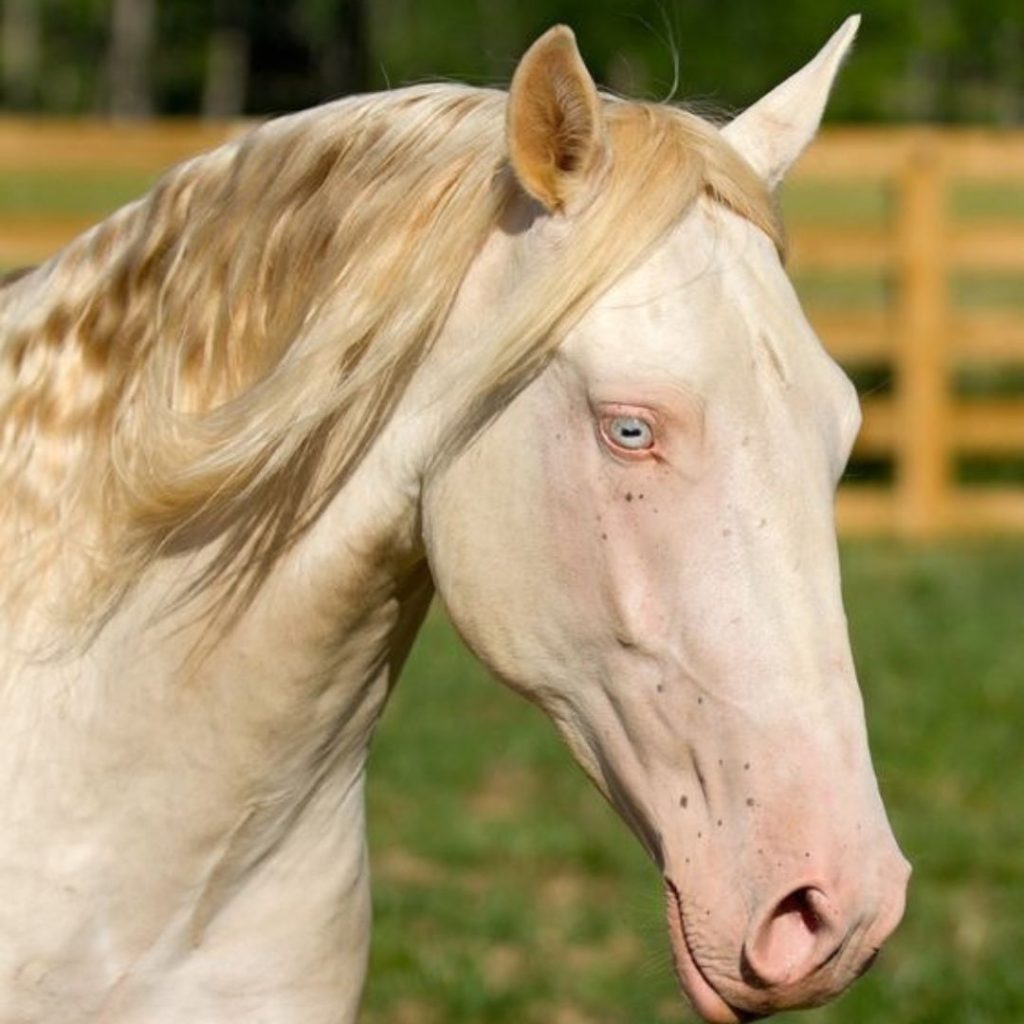 Here Are The 14 Most Stunning Horses You've Ever Laid Eyes On