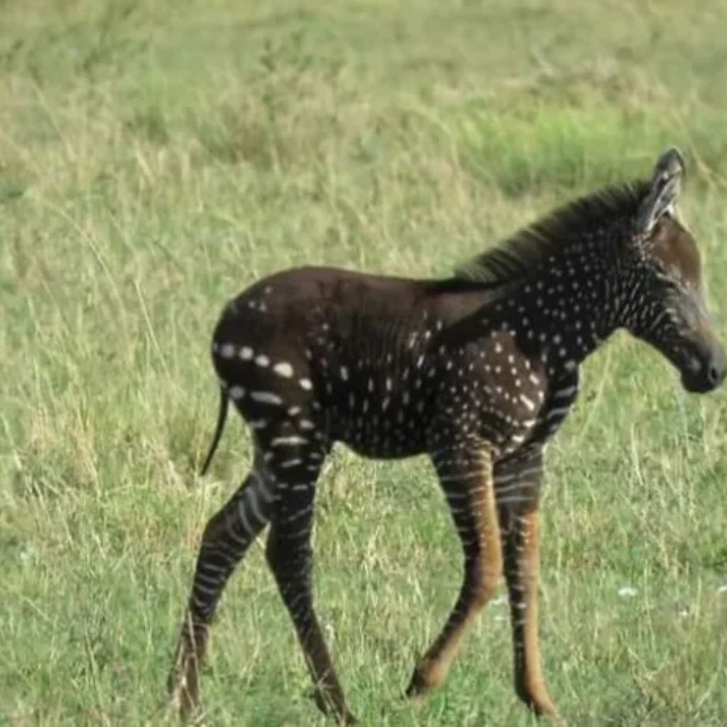 There Is A Zebra With Polka Dots Instead Of Stripes In Kenya That Has Been Noticed