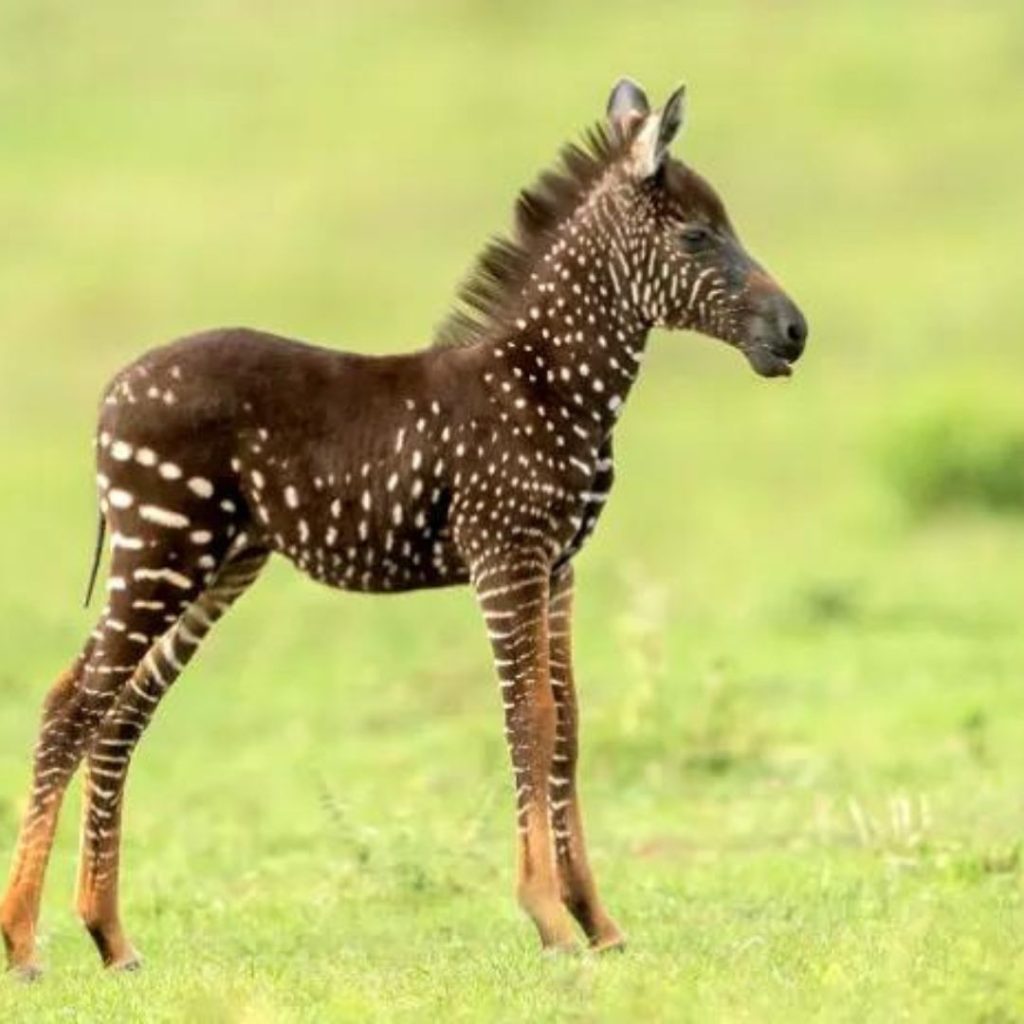 There Is A Zebra With Polka Dots Instead Of Stripes In Kenya That Has Been Noticed