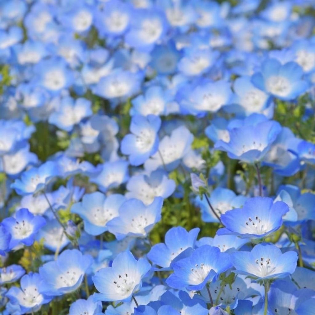 This Japanese Park Has Millions Of ‘Baby Blue Eyes’ That Bloom Every Year