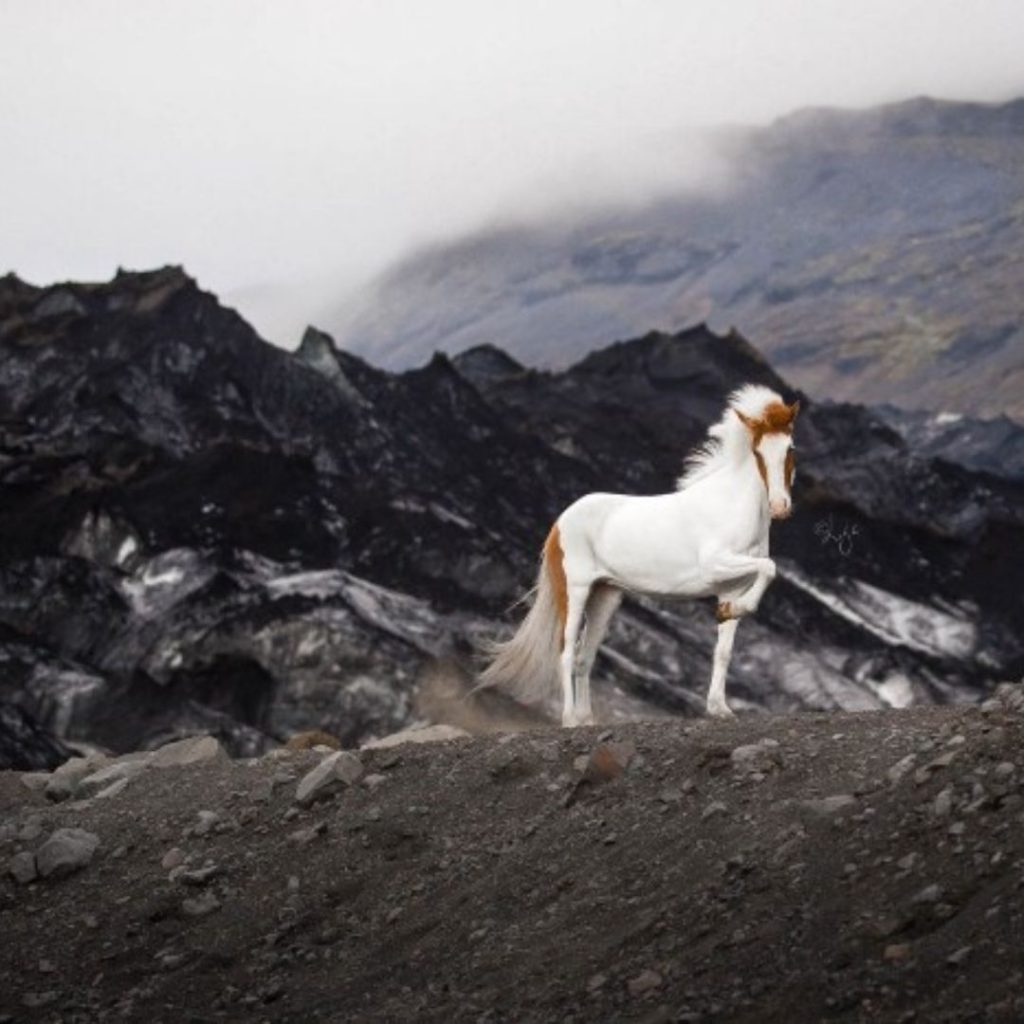 Iceland's Majestic Horses: 15 Amazing Photos