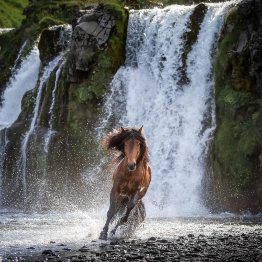 Iceland's Majestic Horses: 15 Amazing Photos