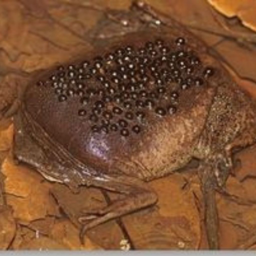 Toads with An Unusual Way of Reproducing