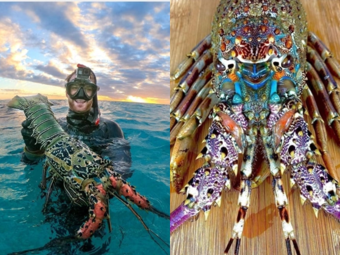 Crayfish Originate From The Crystal Pure Waters Of The Great Barrier Reef's Lagoons