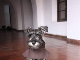 A Cute Stray Dog Is Taken In By A Monastic Community, Where He Now Lives As A-Friar