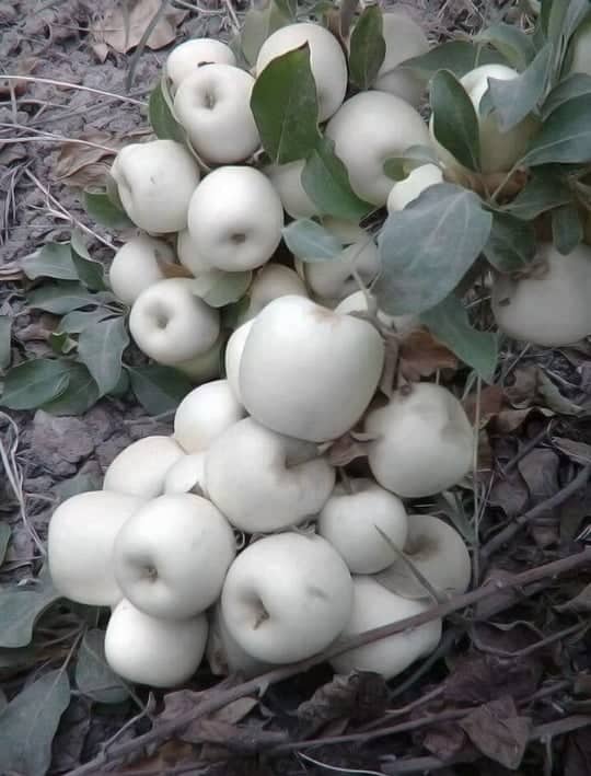 Apples Of The White Kind, Native To Australia, Growing In The Mountains