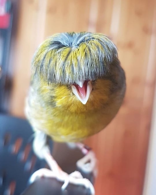 A Gloster Canary with A Stunning Bowl Cuts Sweet