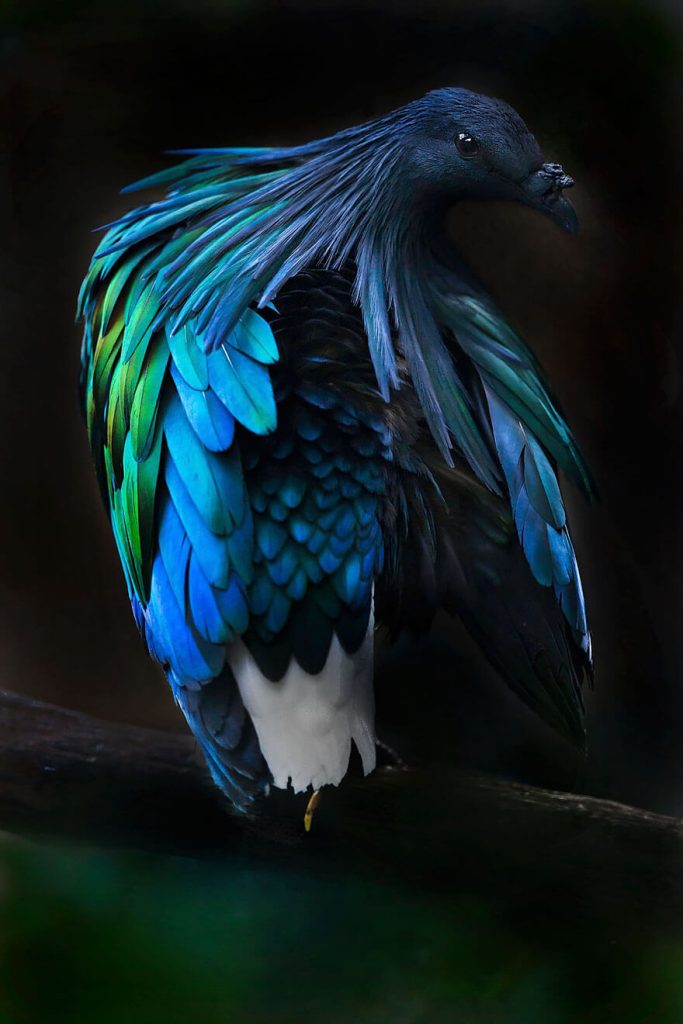 The Closest Living Relative Of The Extinct Dodo Bird (Nicobar Pigeons)