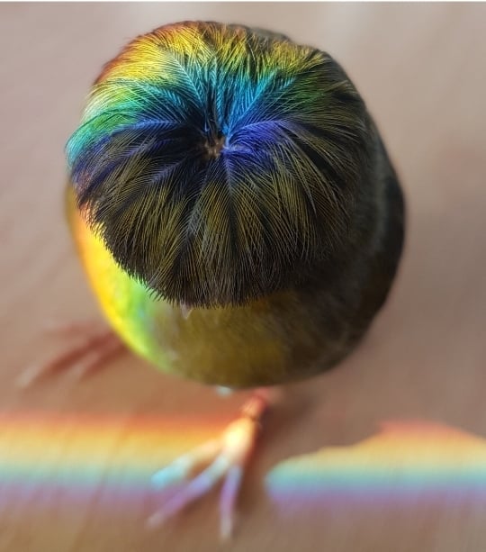 A Gloster Canary with A Stunning Bowl Cuts Sweet