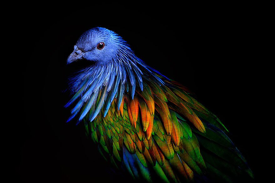 The Closest Living Relative Of The Extinct Dodo Bird (Nicobar Pigeons)