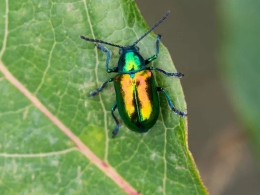 Stunning Beetle Species That You Have Never Seen Before