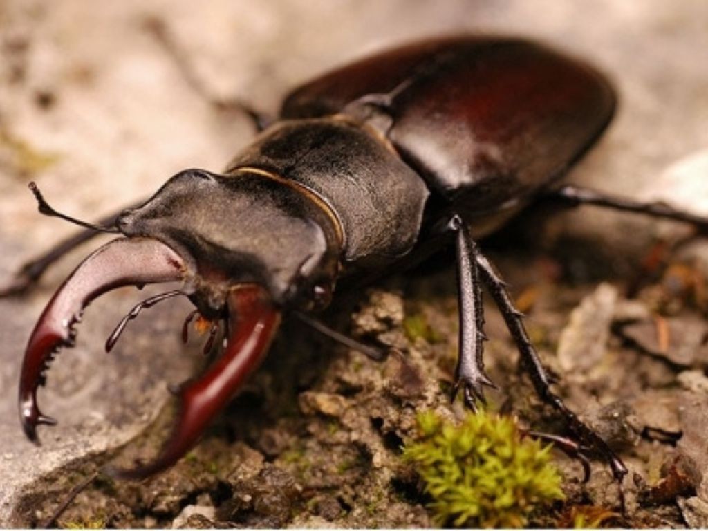 Stunning Beetle Species That You Have Never Seen Before