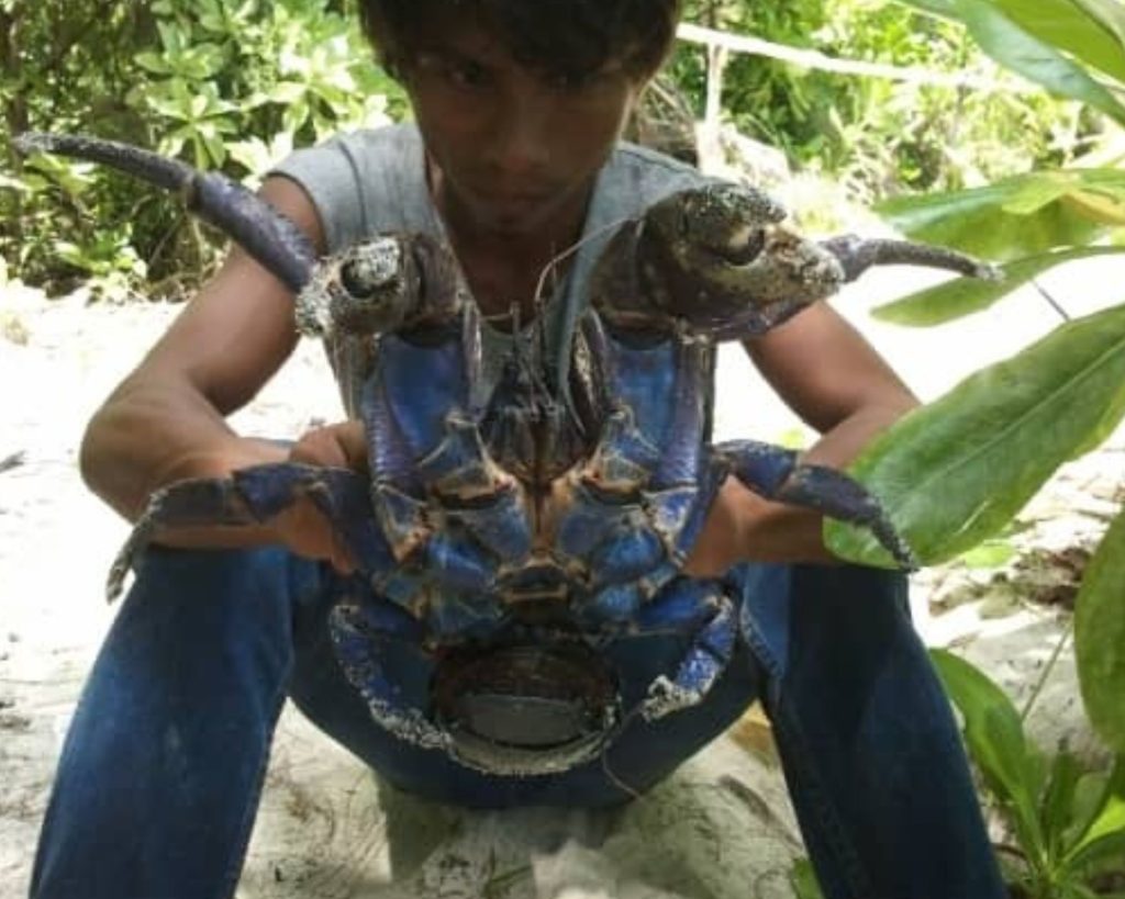 The Coconut Crab (Birgus Latro)