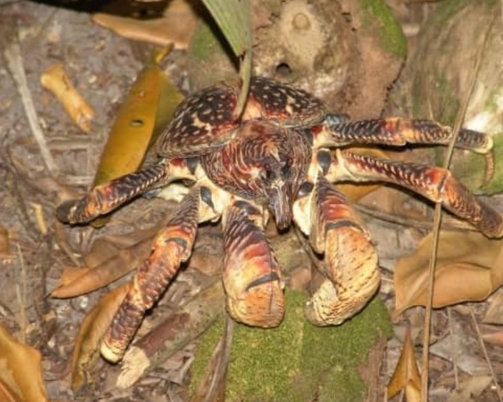 The Coconut Crab (Birgus Latro)