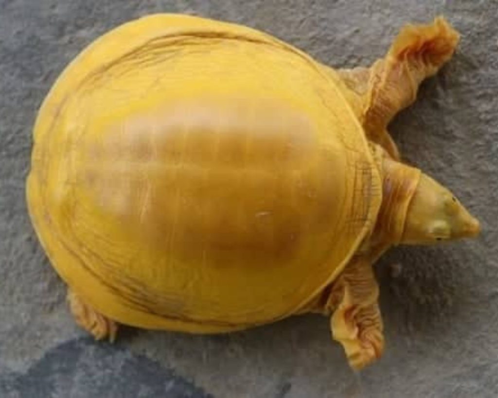 Extremely Uncommon Albino Turtle