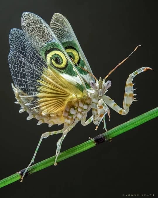 The Spiny Flower Mantis (Pseudocreobotra Wahlbergii)