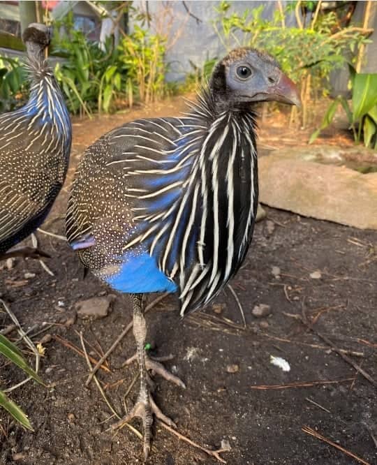 The Most Impressive Member Of The Family Of Birds Known As Guineafowl (Vulturine Guineafowl)