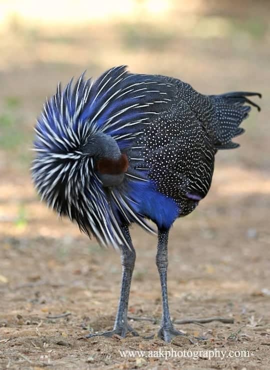 The Most Impressive Member Of The Family Of Birds Known As Guineafowl (Vulturine Guineafowl)
