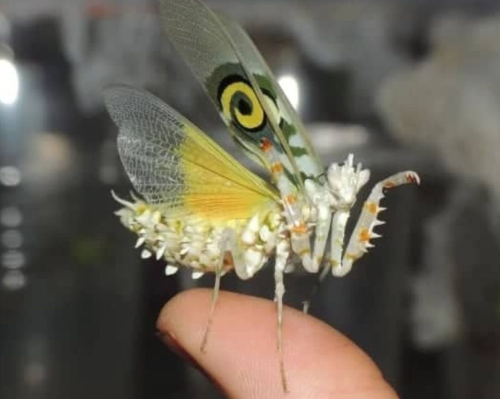 The Spiny Flower Mantis (Pseudocreobotra Wahlbergii)