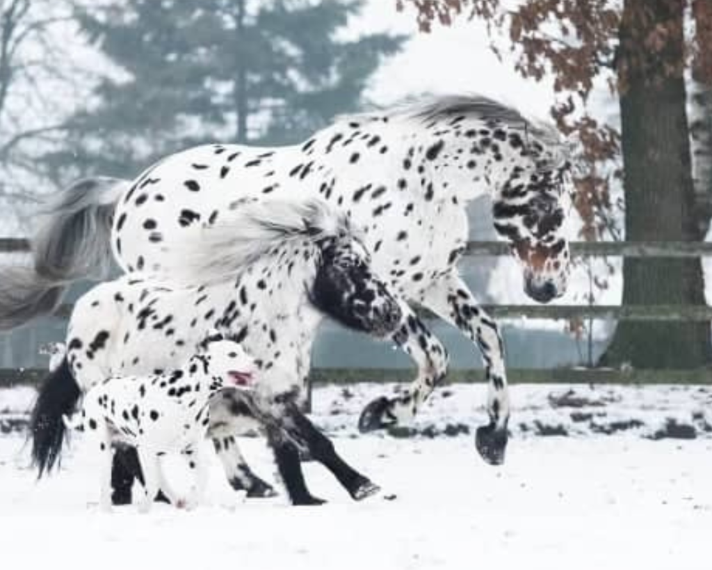 The Adorable Black-Spotted Horse, Pony, And Dog