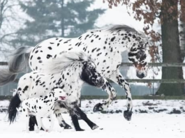 The Adorable Black-Spotted Horse, Pony, And Dog