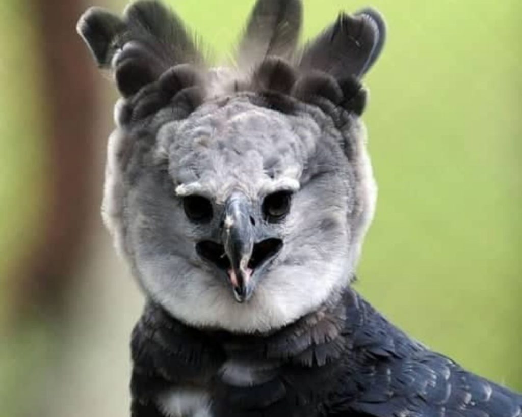 The Harpy Eagle Is The Largest-Eagle In The World