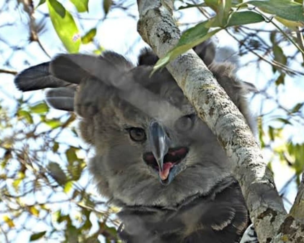 The Harpy Eagle Is The Largest-Eagle In The World