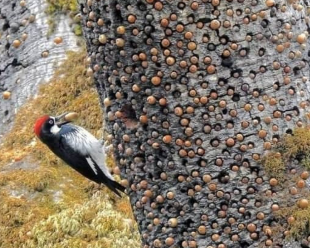 Getting Ready For The Cold Season With A Woodpecker