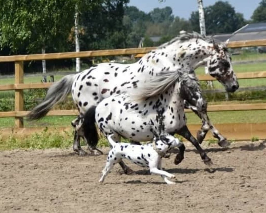 The Adorable Black-Spotted Horse, Pony, And Dog