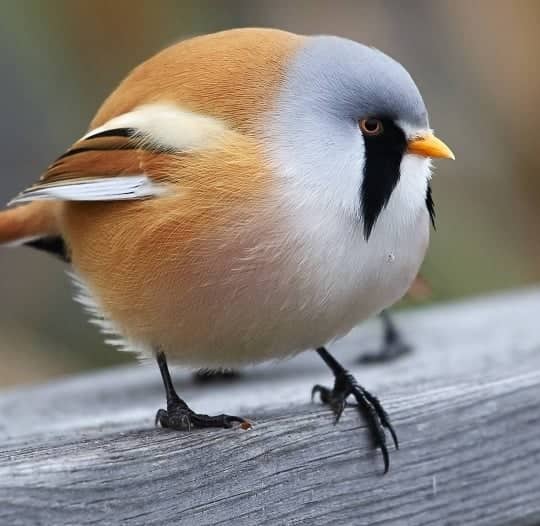 Bearded Reedling (Panurus Biarmicus), The Sweetest Bird You Will Ever See
