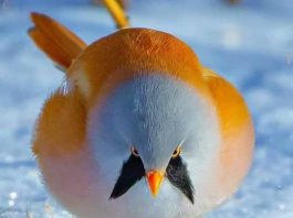 Bearded Reedling (Panurus Biarmicus), The Sweetest Bird You Will Ever See