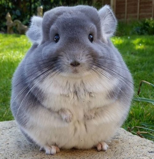 The Backside Of An Adorable Little Chinchilla Makes It Look Round And Perfect