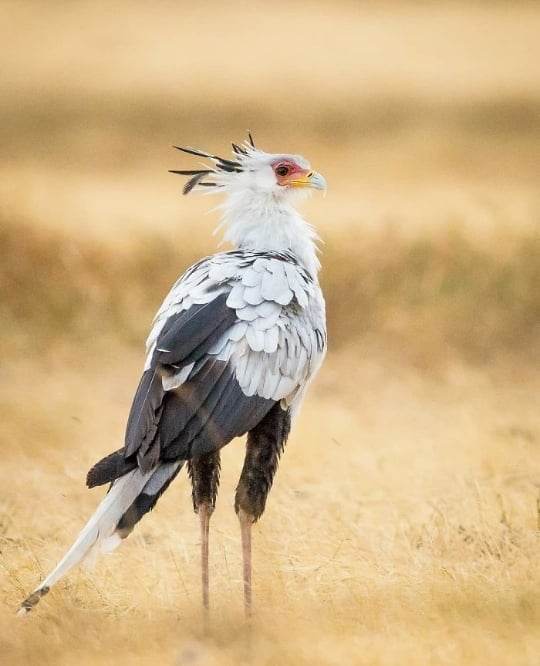 This Bird Looks Stunning and Famous Because of Its Remarkable Crest of Feathers