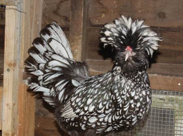 This Bird Looks Stunning and Famous Because of Its Remarkable Crest of Feathers