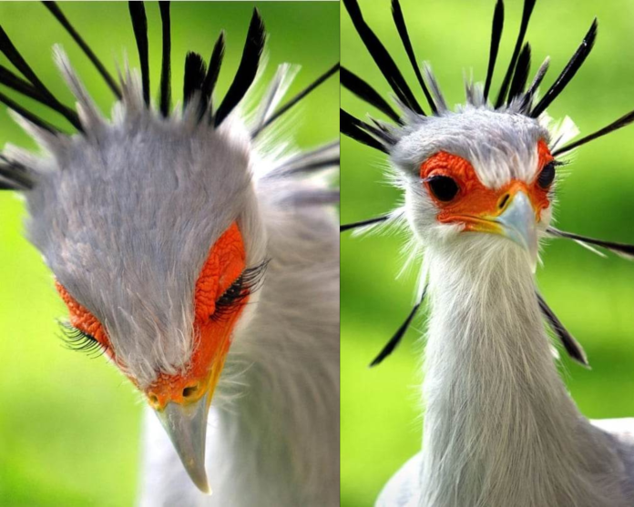 16 Pictures of A Bird with Gorgeous Eyelashes Called Secretary Bird