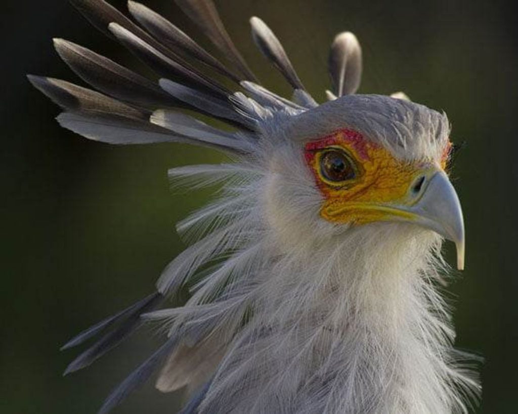 16 Pictures of A Bird with Gorgeous Eyelashes Called Secretary Bird
