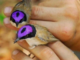 Purple-Crowned Fairywren, An Adorable Chubby Little Bird