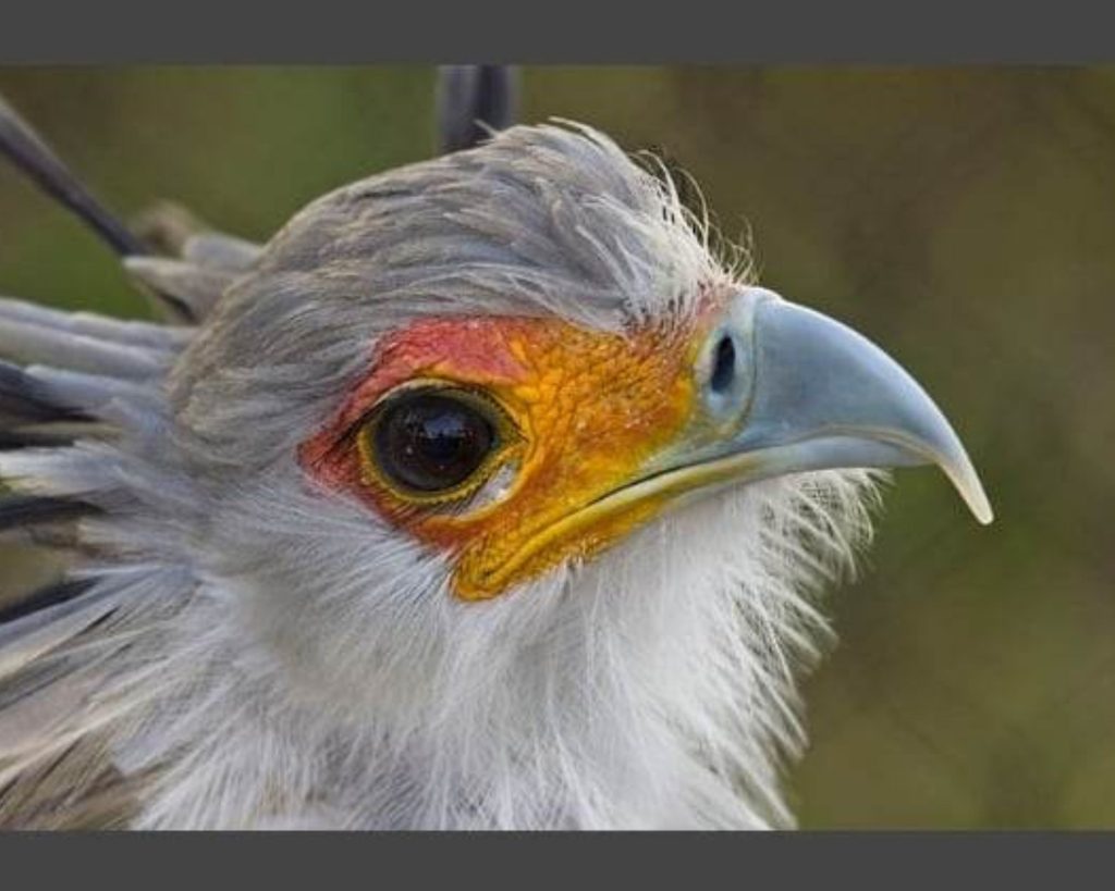 16 Pictures of A Bird with Gorgeous Eyelashes Called Secretary Bird
