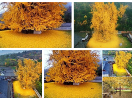 A 1400-Year-Old Gingko Tree That Is Stunningly Beautiful