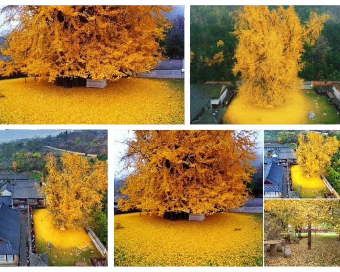 A 1400-Year-Old Gingko Tree That Is Stunningly Beautiful