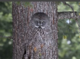 This Camouflaged Grey Owl Bending into The Tree is Extremely Hard to Spot